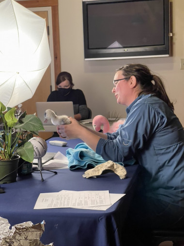 Kat Lewandowski Museums@Home with Sylvan Heights Bird Park.